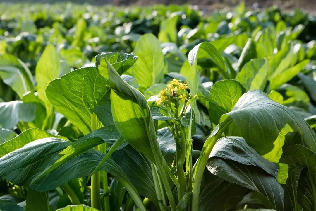 致富经种蔬菜种出千万财富_种蔬菜致富经_种植蔬菜致富记