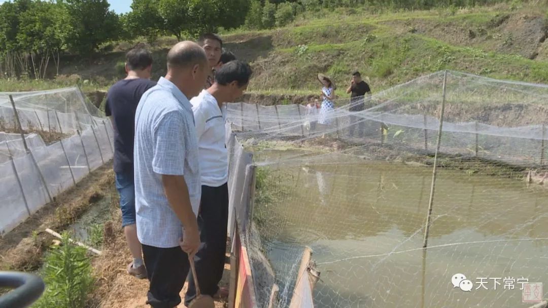 青蛙和泥鳅养殖技术_青蛙和泥鳅养殖技术_青蛙和泥鳅养殖技术