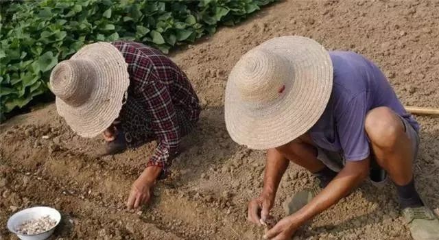 大蒜室内栽培技术要点_大蒜室内种植技术_大蒜室内种植技术与管理