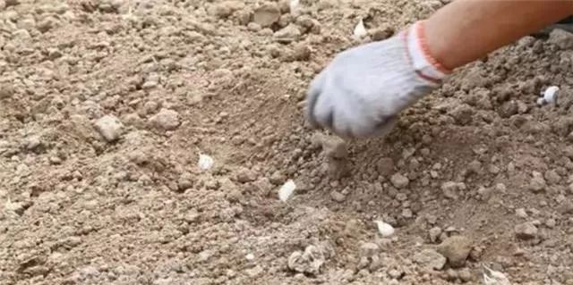 大蒜室内种植技术_大蒜室内栽培技术要点_大蒜室内种植技术与管理