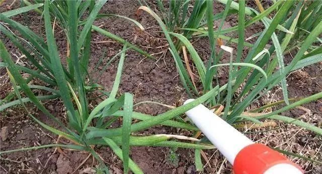 大蒜室内种植技术_大蒜室内栽培技术要点_大蒜室内种植技术与管理