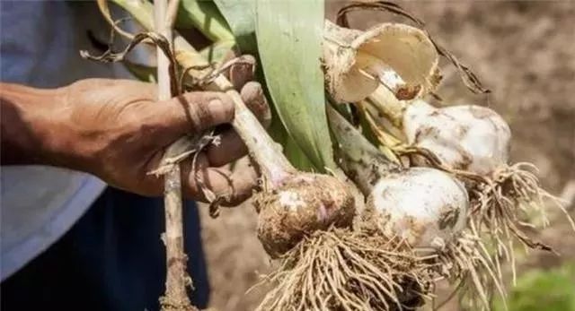 大蒜室内栽培技术要点_大蒜室内种植技术与管理_大蒜室内种植技术