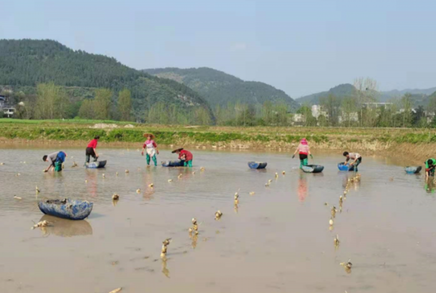 种藕赚钱吗_种藕收益怎么样_种藕致富经