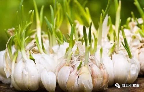 室内种大蒜怎么种_大蒜室内种植技术要点_大蒜室内种植技术