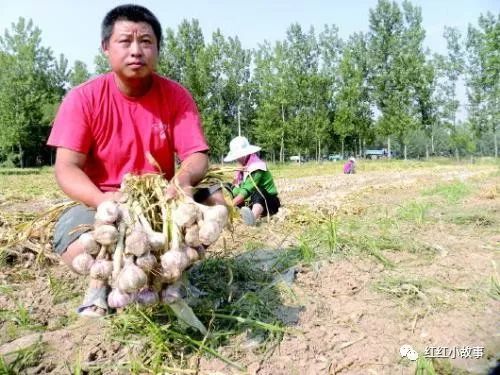 大蒜室内种植技术要点_大蒜室内种植技术_室内种大蒜怎么种