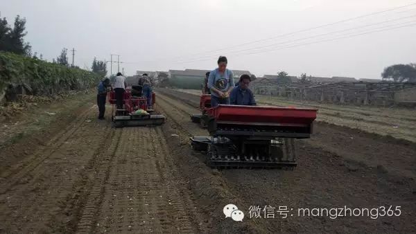 室内种大蒜怎么种_大蒜室内种植技术_大蒜室内栽培技术要点