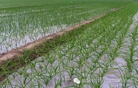 室内种大蒜怎么种_大蒜室内栽培技术要点_大蒜室内种植技术