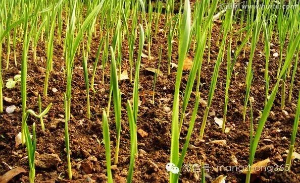 大蒜室内栽培技术要点_大蒜室内种植技术_室内种大蒜怎么种