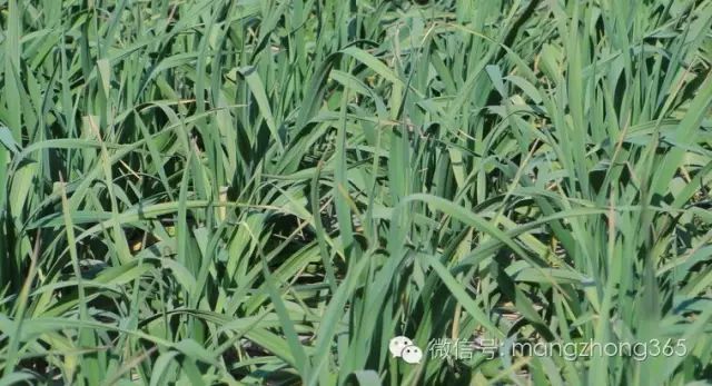 室内种大蒜怎么种_大蒜室内种植技术_大蒜室内栽培技术要点