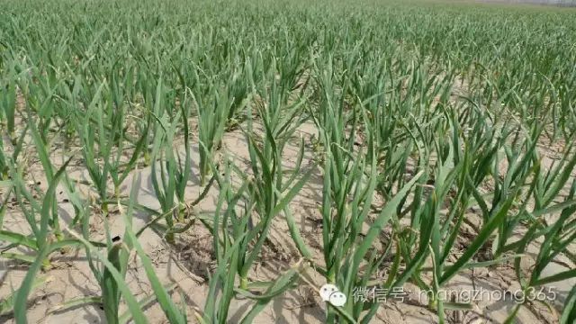 室内种大蒜怎么种_大蒜室内种植技术_大蒜室内栽培技术要点