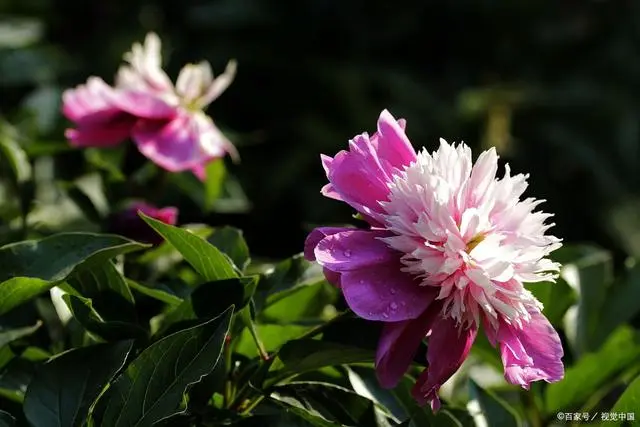 农村种植花能致富吗视频_农村种植花卉赚钱吗_视频致富能种植农村花草吗