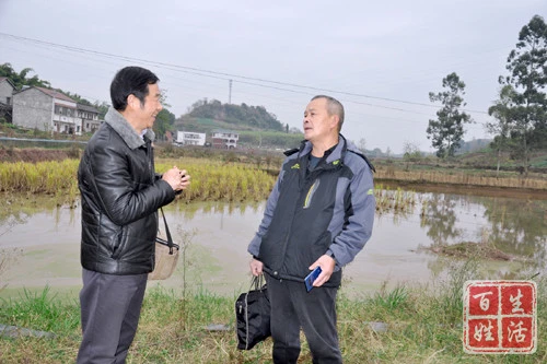 致富经龙虾养殖视频稻田_致富经稻田养龙虾_致富龙虾稻田养殖方法