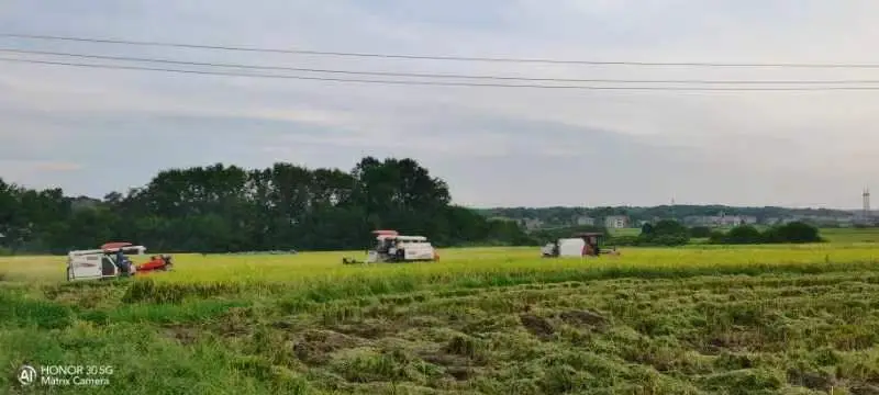 致富水果种植农民怎么样_农民种植水果致富_致富经种植三种水果亩收入过亿