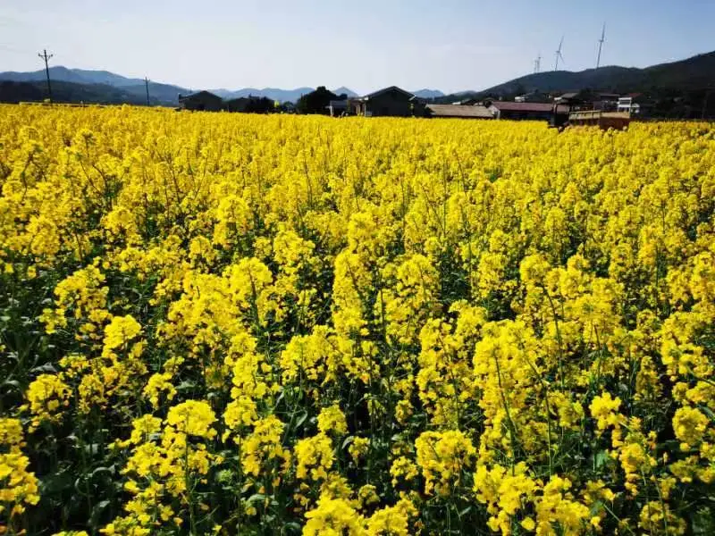 农民种植水果致富_致富经种植三种水果亩收入过亿_致富水果种植农民怎么样