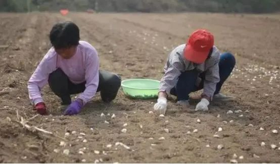 大蒜室内种植技术视频_大蒜室内种植技术_大蒜室内种植技术与管理