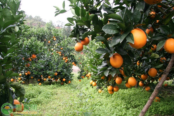 湖南柚子苗_湖南种植柚子技术_柚子湖南种植技术与管理