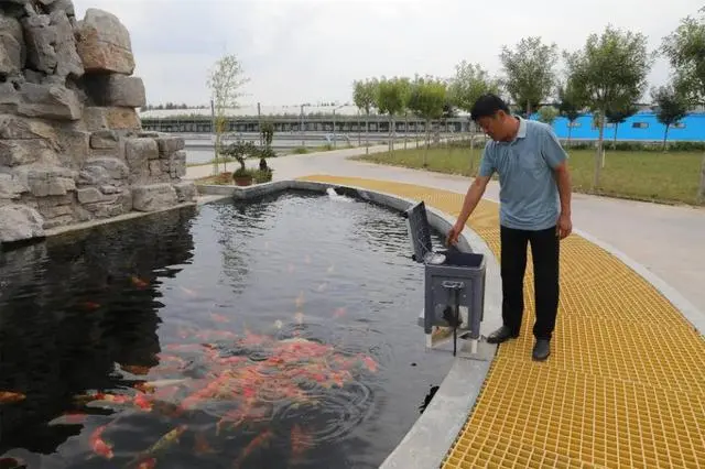 致富经锦鲤养殖视频_锦鲤养殖场视频_养殖锦鲤致富视频