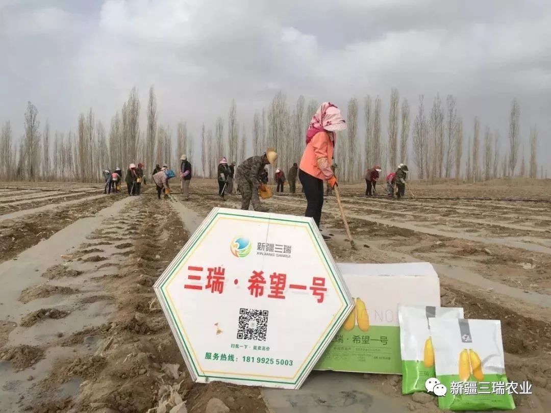 致富葫芦种植方法图片_致富葫芦种植方法_葫芦种植挣钱吗