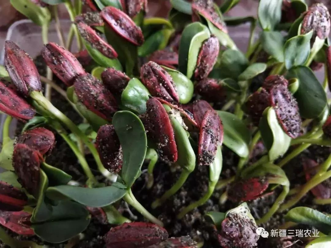 葫芦种植挣钱吗_致富葫芦种植方法_致富葫芦种植方法图片