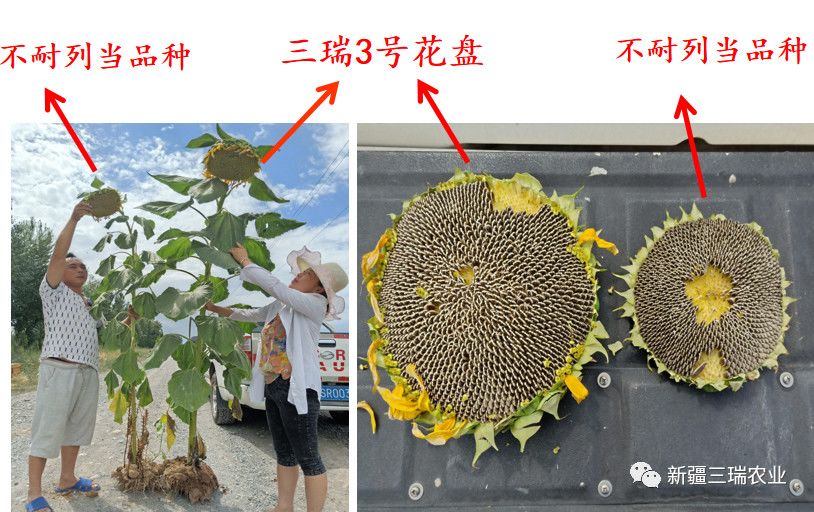 葫芦种植挣钱吗_致富葫芦种植方法_致富葫芦种植方法图片