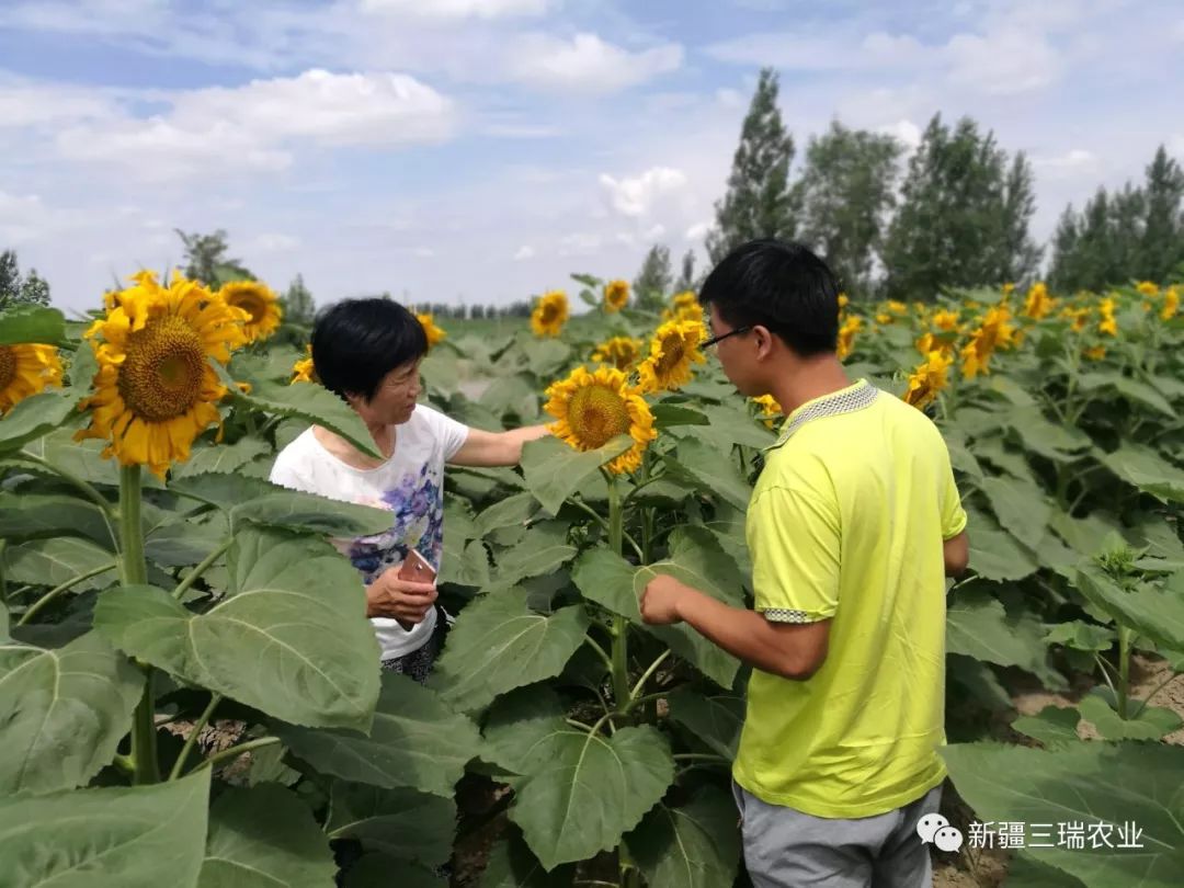 致富葫芦种植方法_葫芦种植挣钱吗_致富葫芦种植方法图片