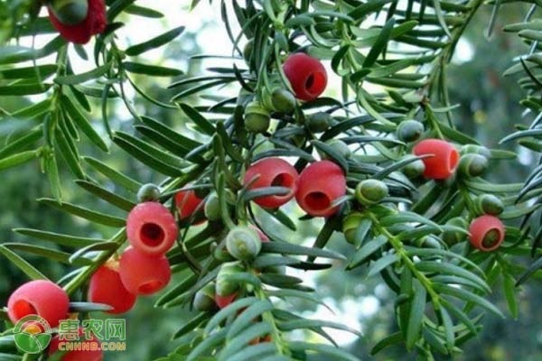 河北种植红豆杉技术要求_河北种植红豆杉技术与管理_河北红豆杉种植技术