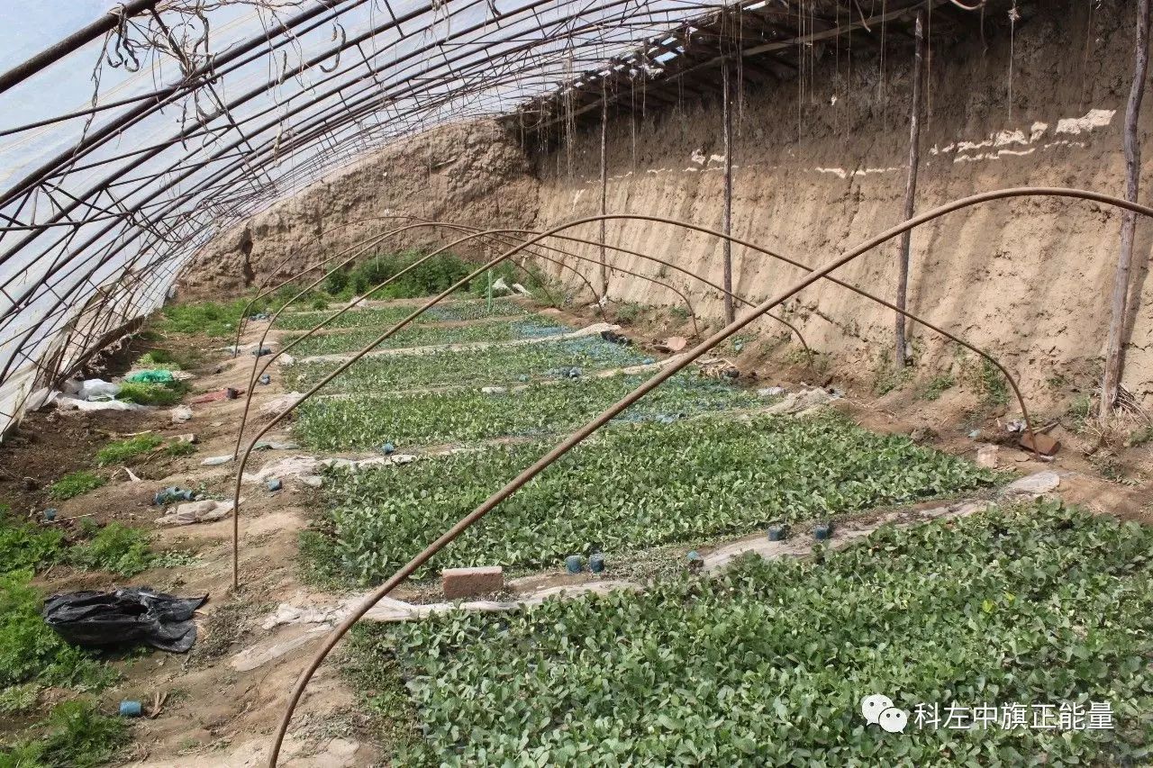 致富葫芦种植方法_致富葫芦种植方法图片_致富葫芦种植方法视频