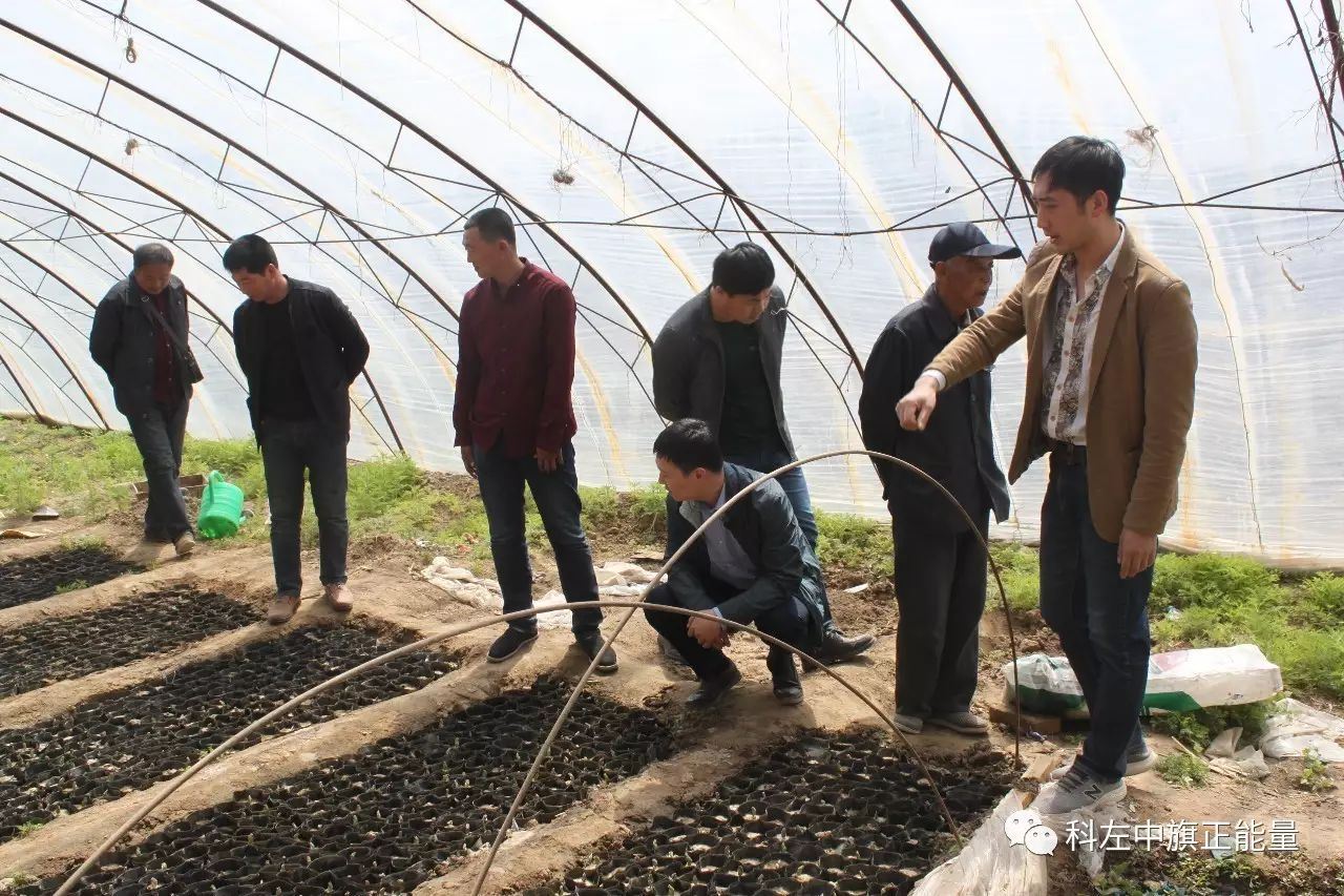 致富葫芦种植方法视频_致富葫芦种植方法图片_致富葫芦种植方法