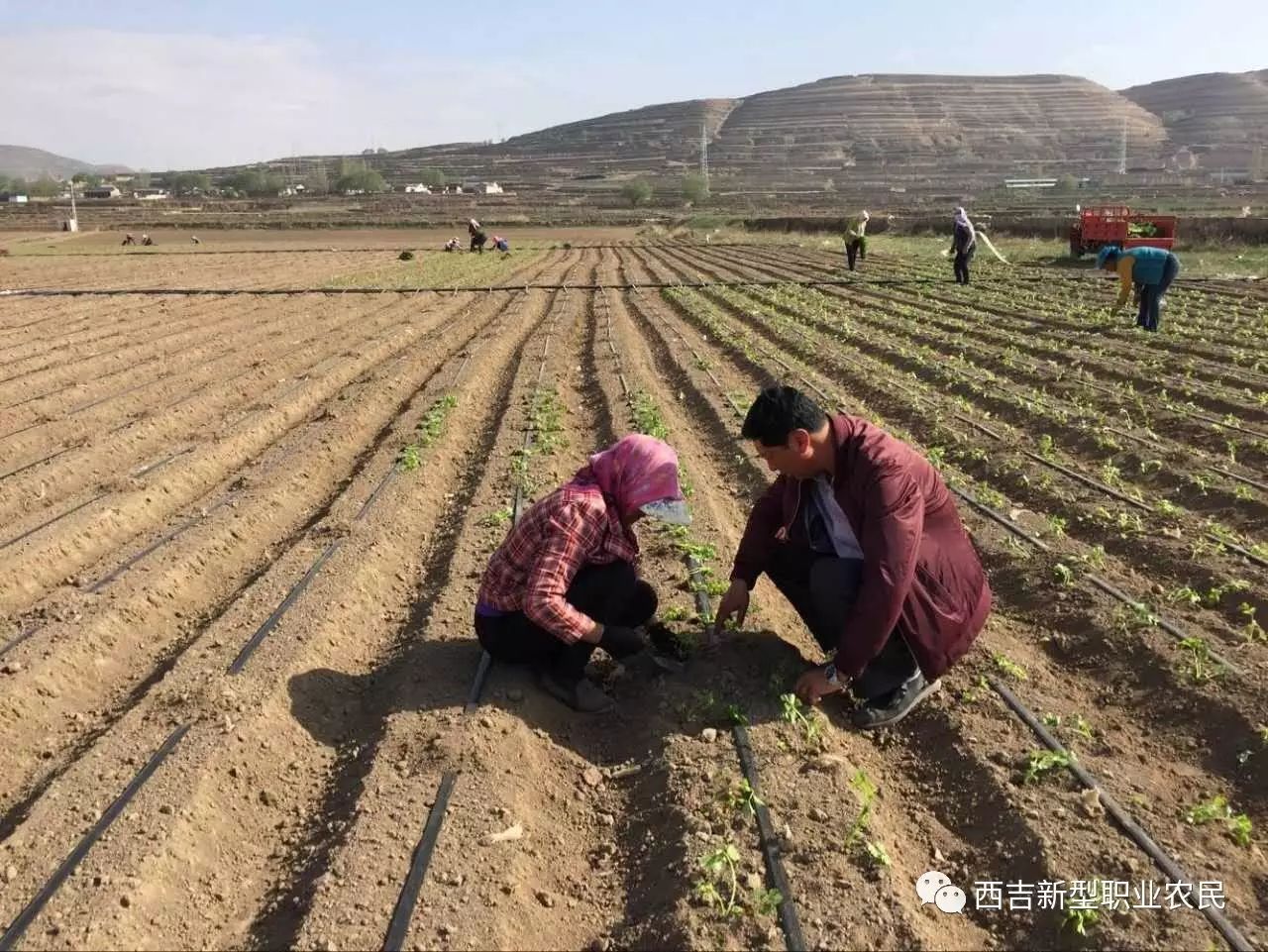 致富葫芦种植方法_葫芦种植挣钱吗_致富葫芦种植方法图片