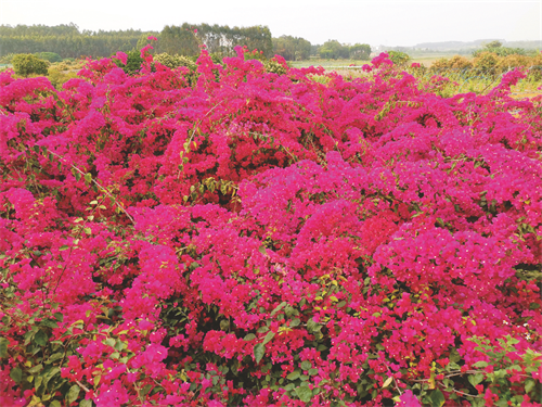 汗水浇灌“致富花”村民生活更红火 西乡塘区陆平村因地制宜发展特色产业