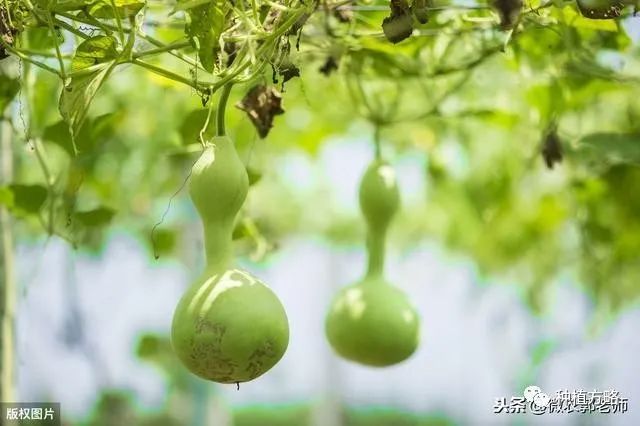 葫芦种植技巧，教会大家怎么种植葫芦，以及应该注意的事项