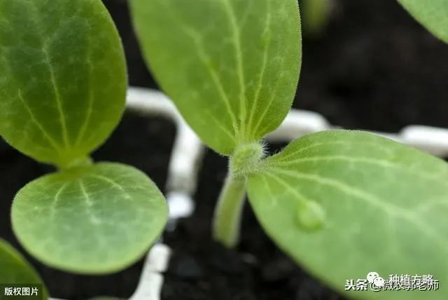 致富葫芦种植方法_葫芦种植效益_致富葫芦种植方法图解