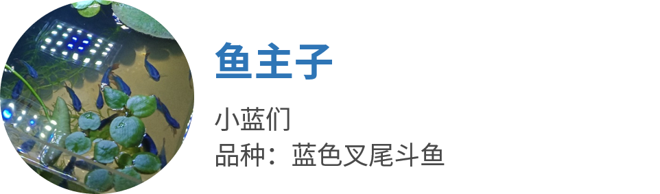 如何养殖热带鱼视频_视频养殖热带鱼技术教程_热带鱼养殖技术视频