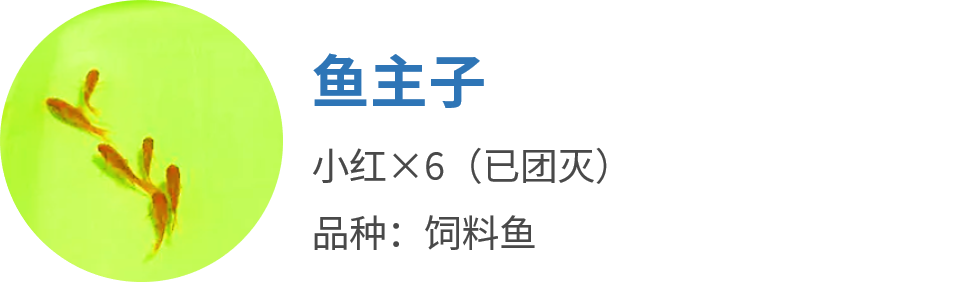 热带鱼养殖技术视频_如何养殖热带鱼视频_视频养殖热带鱼技术教程