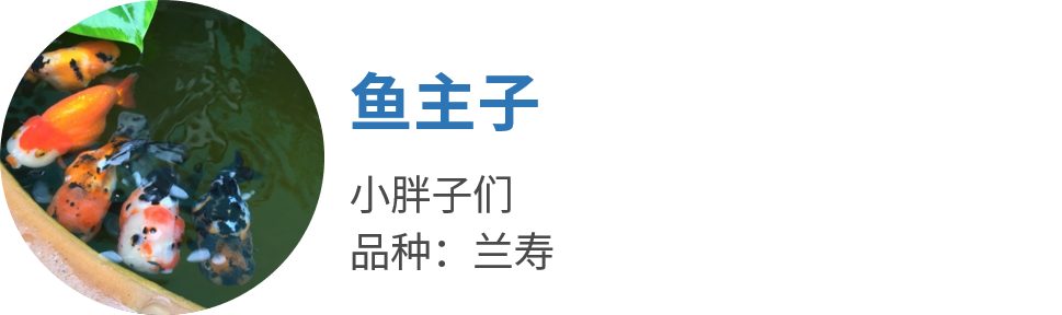 如何养殖热带鱼视频_热带鱼养殖技术视频_视频养殖热带鱼技术教程