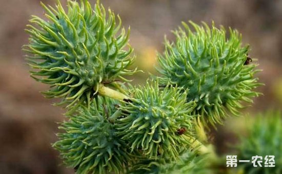 蓖麻怎么种植？蓖麻的种植技术与管理