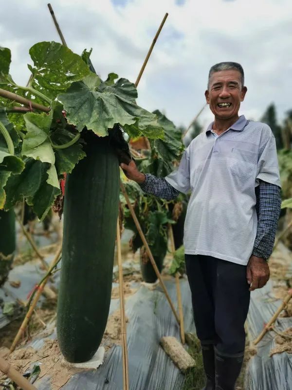 打瓜栽培技术_打瓜种植技术_打瓜栽培技术要点