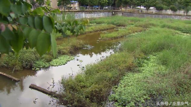 养殖水蛇技术_养殖水蛇技术要点_养殖水蛇技术视频