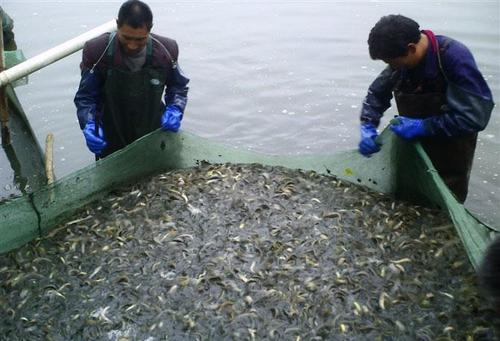 养殖水蛇技术_养殖水蛇技术要求_养殖水蛇技术视频