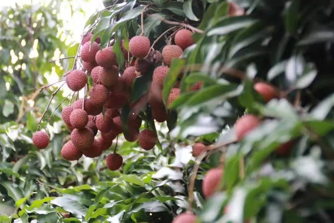 致富经 荔枝_荔枝20万_荔枝致富经