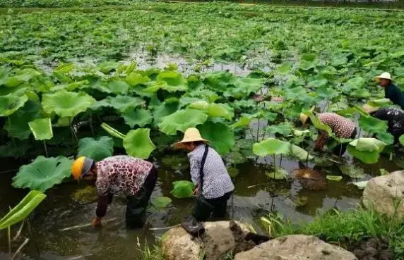 致富经黑鱼养殖视频_养殖黑鱼的视频_视频致富养殖黑鱼骗局