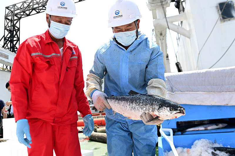 河豚养殖技术视频_河豚养殖_海河豚养殖技术