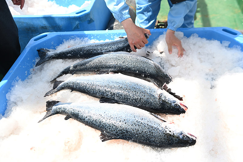 河豚养殖技术视频_海河豚养殖技术_河豚养殖