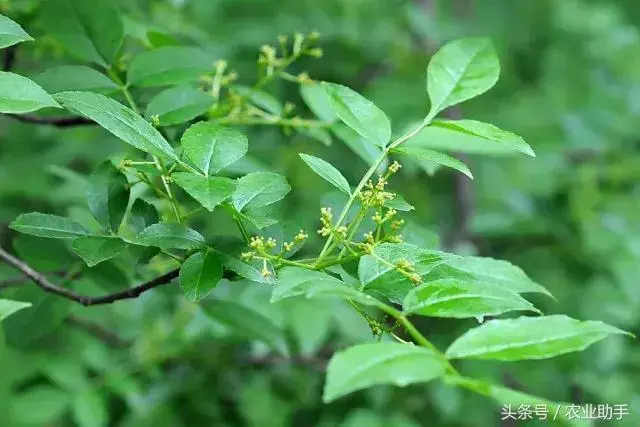 致富经花椒种植_种植花椒的真实利润_致富花椒种植技术视频