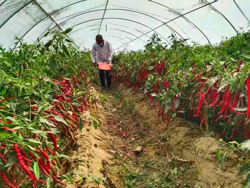 新疆辣椒种植基地_新疆种植辣椒致富_2020年新疆辣椒种植面积