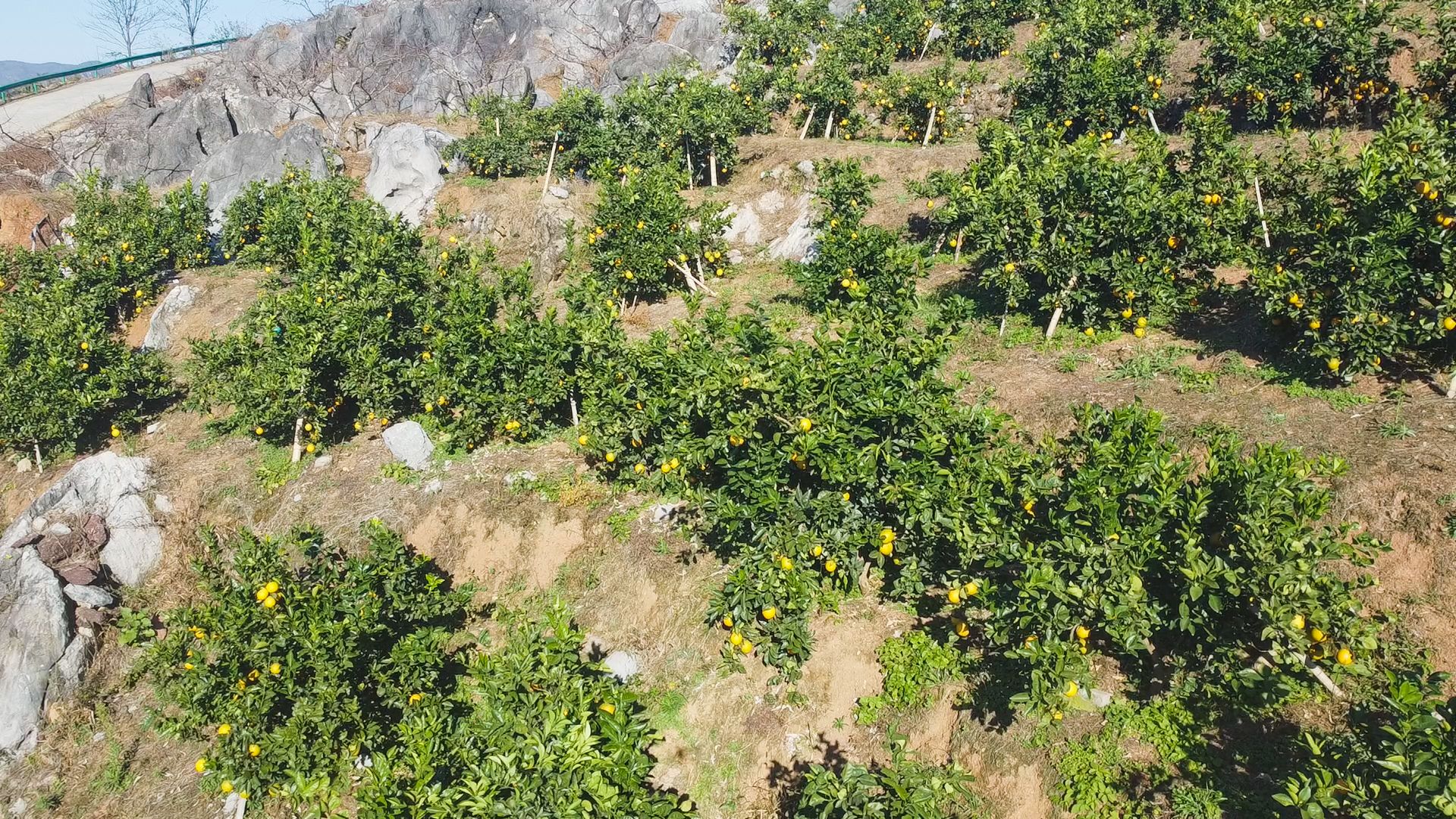 怎么种植黄金_黄金种植致富方法_致富种植黄金方法有哪些