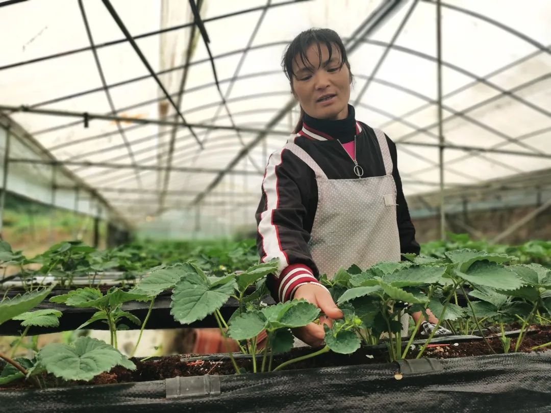 农村种植致富好项目_发展雷竹种植是致富的好门道_聋哑夫妇种植致富