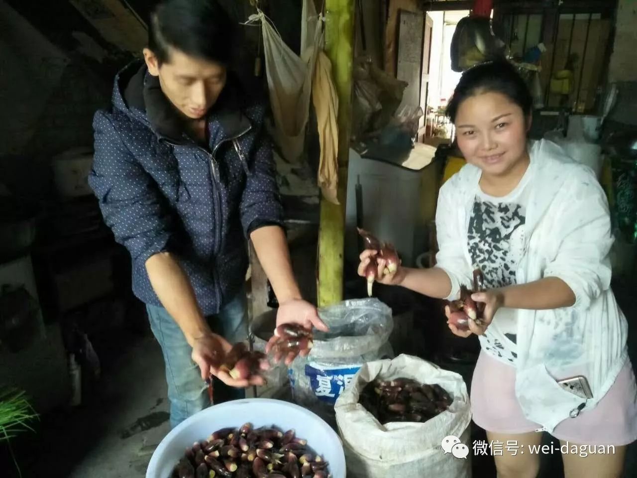 致富夫妇种植聋哑人视频_聋哑夫妇种植致富_年种植什么赚钱种植致富项