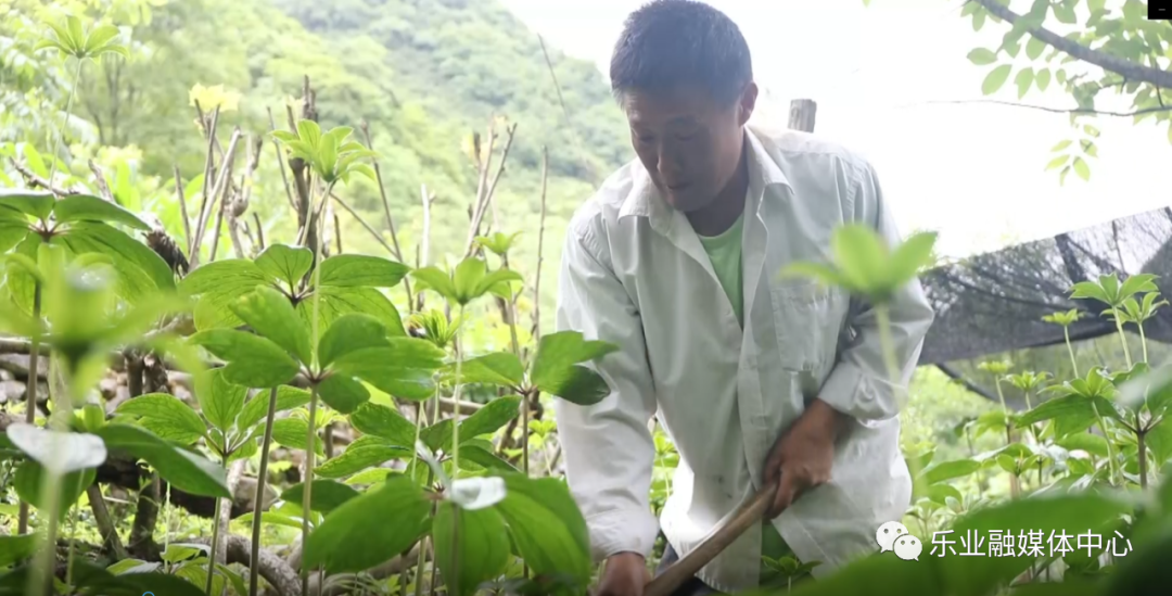 聋哑夫妇种植致富_致富夫妇种植聋哑人视频_孝感农业致富种植各种水果网