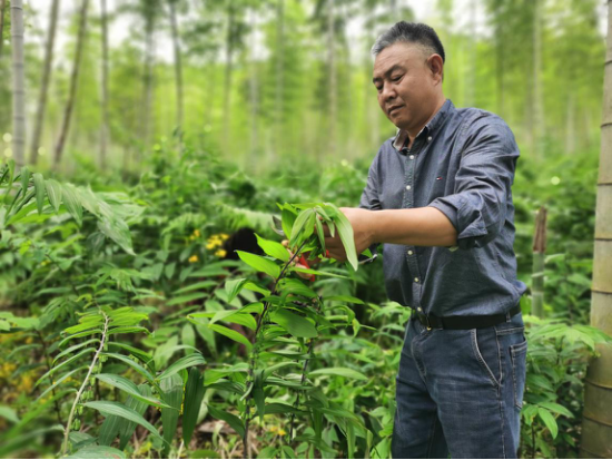 怎么种植黄金_致富种植黄金方法有哪些_黄金种植致富方法